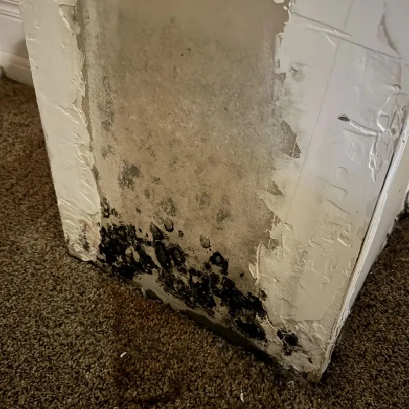 Professional Mold Removal in Sussex County, NJ